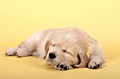 Golden retriever puppy sleeping