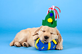 Golden retriever puppy sleeping with a party hat on