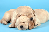 Golden retriever puppy sleeping on top of her sister