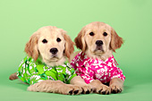 Two golden retriever puppies wearing Hawaiian shirts