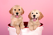Two golden retriever puppies in a wash tub