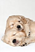Golden retriever puppy sleeping on top of its sibling