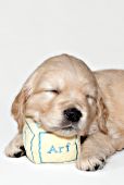 Golden retriever puppy sleeping on a plush baby block