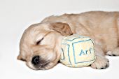Golden retriever puppy sleeping with a plush baby block