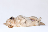 Golden retriever puppy sleeping on her back