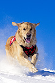 Ski patrol rescue golden retriever running in snow