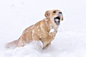 Golden retriever running & catching snowballs in her mouth