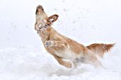 Acrobatic golden retriever trying to catch snowballs in the air
