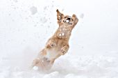 Acrobatic golden retriever trying to catch snowballs in the air