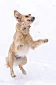 Acrobatic golden retriever catching snowballs in the air