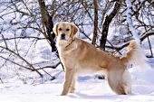 Golden retriever in snow