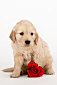 Golden retriever puppy with a rose