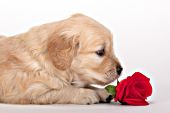 Golden retriever puppy with a rose