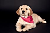 Golden retriever puppy wearing a bandana