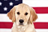 Golden retriever puppy with an American flag background