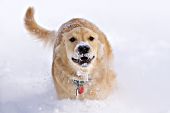 Golden retriever running in deep snow