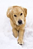 Inquisitive young golden retriever in snow