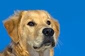 Handsome young golden retriever