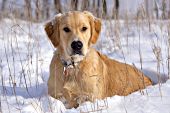Young golden retriever in snow