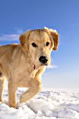 Inquisitive golden retriever in snow