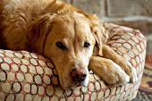 Golden retriever lying in his bed