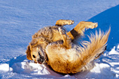 Golden retriever rolling in snow at sunset
