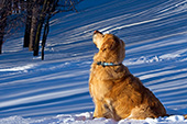 Golden retriever sitting in snow as the sun sets