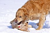 Golden retriever mom playing with her puppy in snow