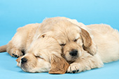 Golden retriever puppies sleeping together