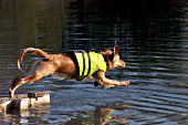 Golden retriever jumping into a pond