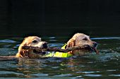 Pair of golden retrievers sharing a stick while swimming