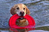 Golden retriever swimming with a water toy