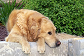 Golden retriever resting on a rock