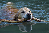 Golden retriever swimming with a stick
