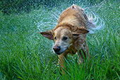 SHAKE! Golden retriever shaking water off itself