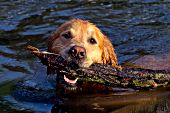 Golden retriever swimming with a large stick