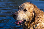 Golden retriever in a pond