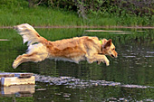 Golden retriever leaping off a dock into a pond