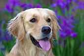 Golden retriever & purple flowers