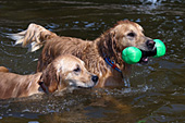 Golden retrievers playing with a toy in a lake