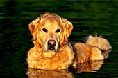 Golden retriever cooling off in a river at sunset