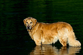 Golden retriever cooling off in a river at sunset