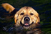 Golden retriever swmming at sunset