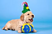 Golden retriever puppy ready for a birthday party