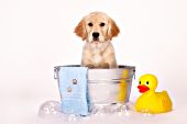 Golden retriever puppy -- "Bathtime"