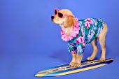 Golden retriever puppy -- "Hanging 20"