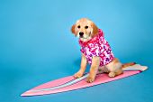Golden retriever puppy -- "Waiting on a Wave"