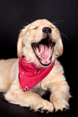Golden retriever puppy "laughing" (actually yawning)