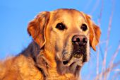 Golden retriever portrait