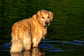 Golden retriever standing in a shallow river